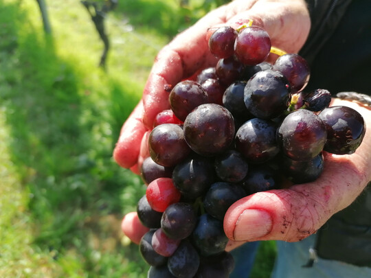 Weinlese.