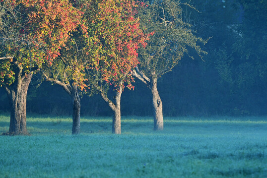 Herbstliche Streuobstwiese
