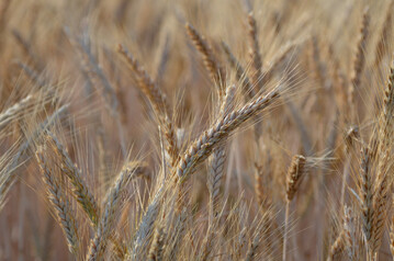 Roggen auf dem Feld