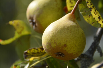 Streuobstbirnen am Baum