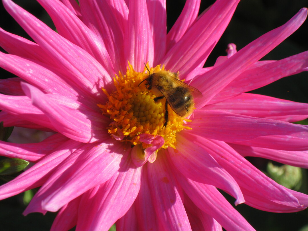 Eine Ackerhummel auf einer Dahlienblüte