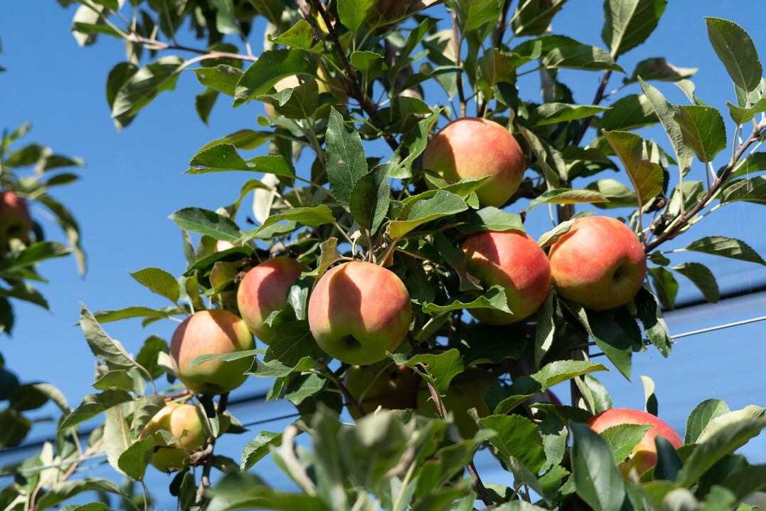 Der Schweizer Obstverband (SOV) erwartet eine gute Apfel- und Birnenernte.
