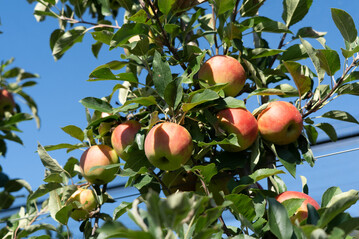Der Schweizer Obstverband (SOV) erwartet eine gute Apfel- und Birnenernte.