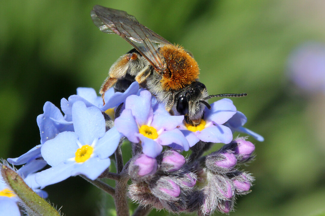 Deutschland summt! setzt sich insbesondere für die Förderung von Wildbienen ein.