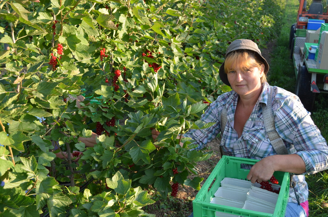 Die Erhöhung stellt die arbeitsintensiven Obst- und Gemüsebetriebe vor besondere Herausforderungen