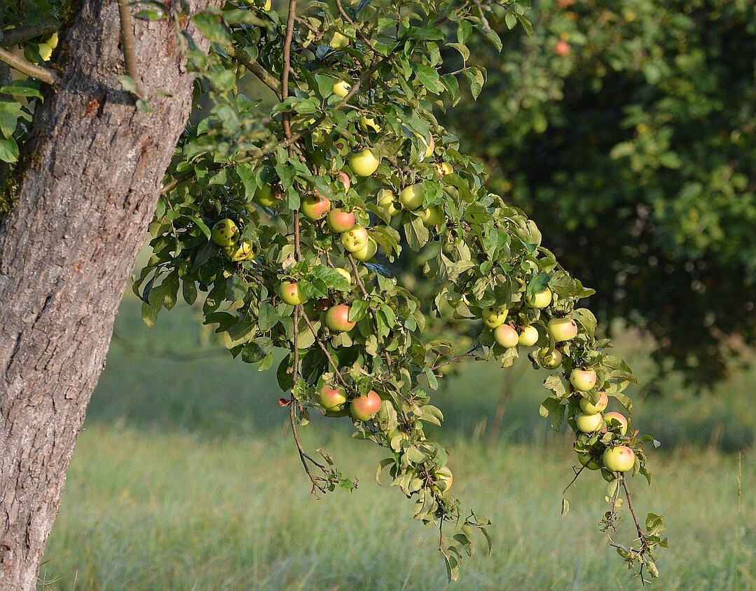Streuobstwiesen sind vor allem im deutschen Südwesten landschaftsprägend. Hierher kommt ein Großteil der Äpfel für Apfelsaft.