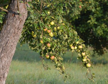 Streuobstwiesen sind vor allem im deutschen Sdwesten landschaftsprgend. Hierher kommt ein Groteil der pfel fr Apfelsaft.