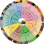 Das Aromarad für Grappa und Marc besteht aus drei konzentrischen Kreisen. Nach außen hin wird die aromatische Beschreibung immer zielgenauer. Außen sind dann 68 Attribute aufgeführt, seien es erwünschte Aromen oder Fehltöne.