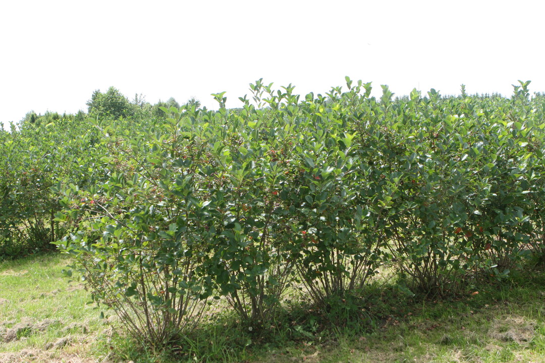 Die Flchenausdehnung im kologischen Beerenanbau geht in erster Linie auf das verstrkte Interesse am Anbau von Aronia zurck. 
