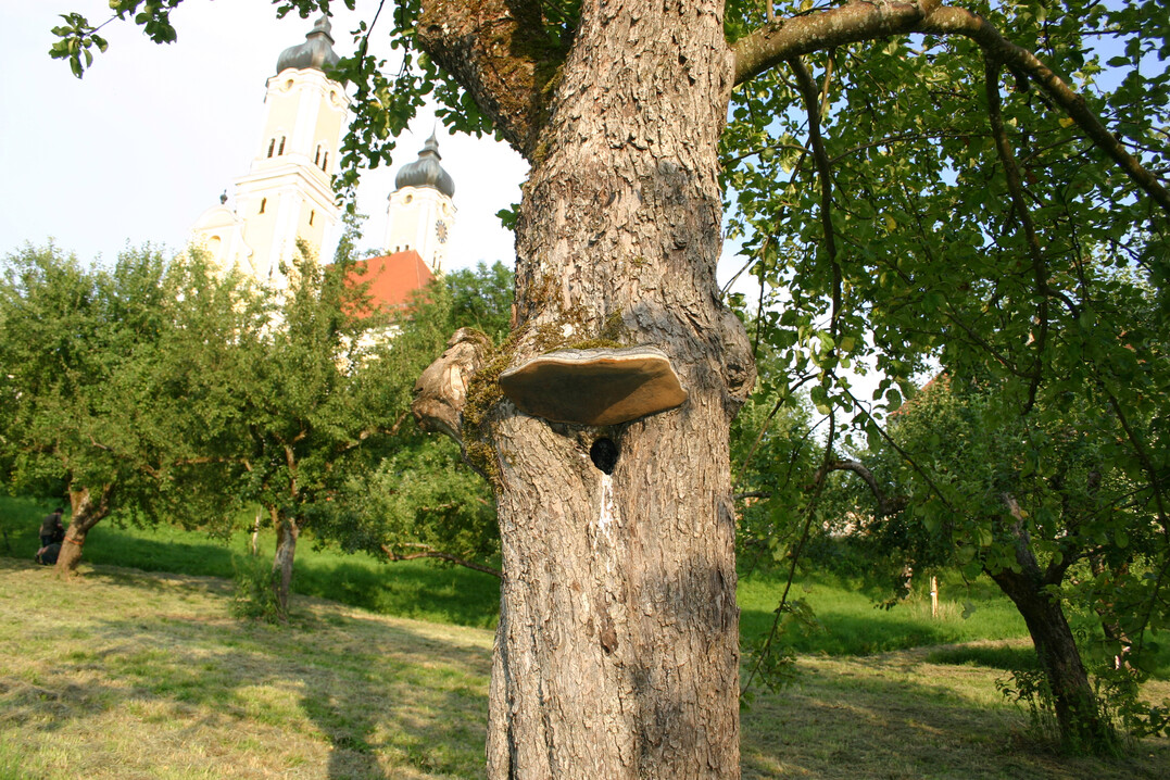 Streuobstwiesen bieten zahlreichen – oft bedrohten – Tier- und Pflanzenarten einen Lebensraum.