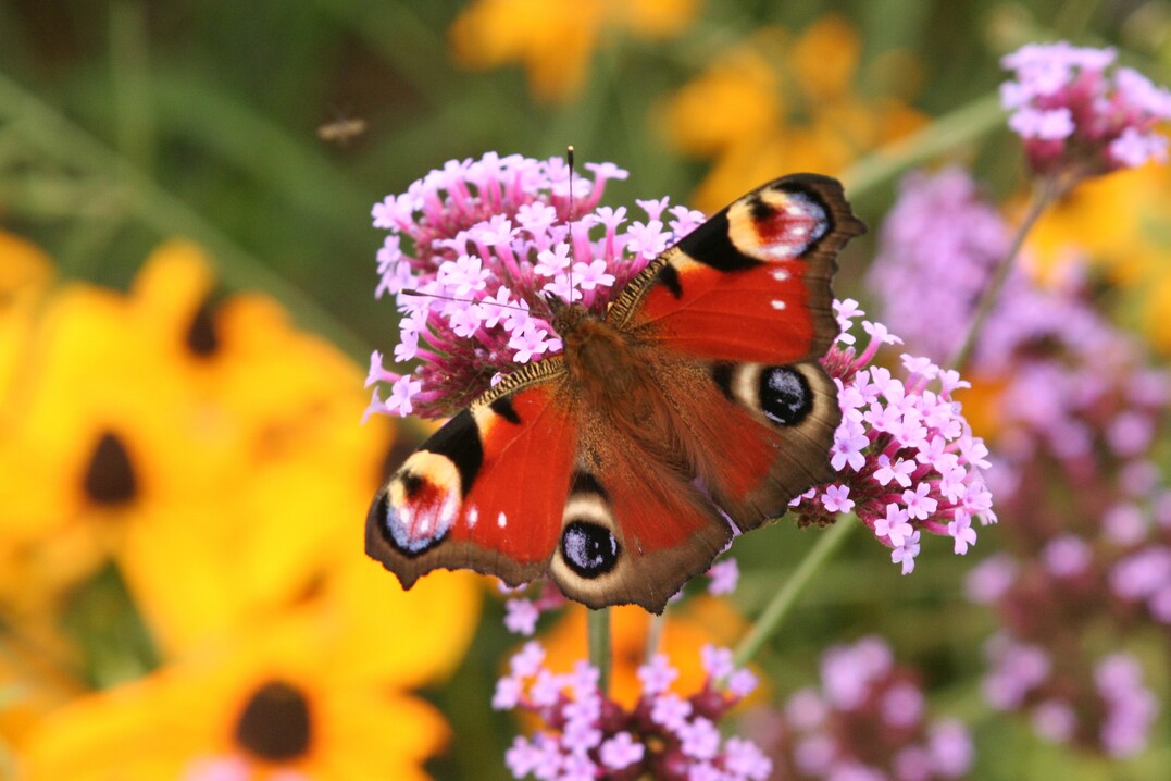 Die ersten Daten des landesweiten Insekten-Monitorings sind alarmierend und besttigen alle Befrchtungen