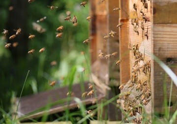 Sammlerinnen im Sptsommer: Ab jetzt ist ein guter Polleneintrag wichtig, damit die Winterbienen gut genhrt werden und bis zum Frhling leben.
