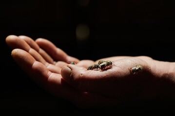 Der BienenRap zum Weltbienentag - ein Rap fr die Rettung eines der ltesten Vlker.