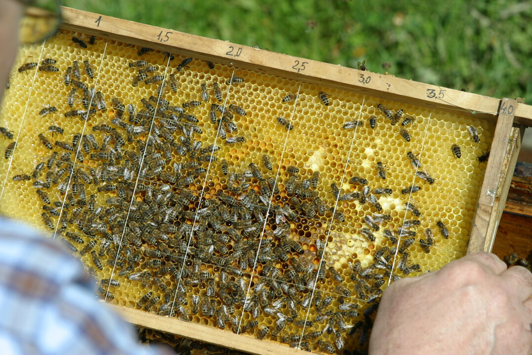 Das Online-Netzwerk BEEsharing vermittelt Bestäubungsangebote zwischen Imkern und Landwirten