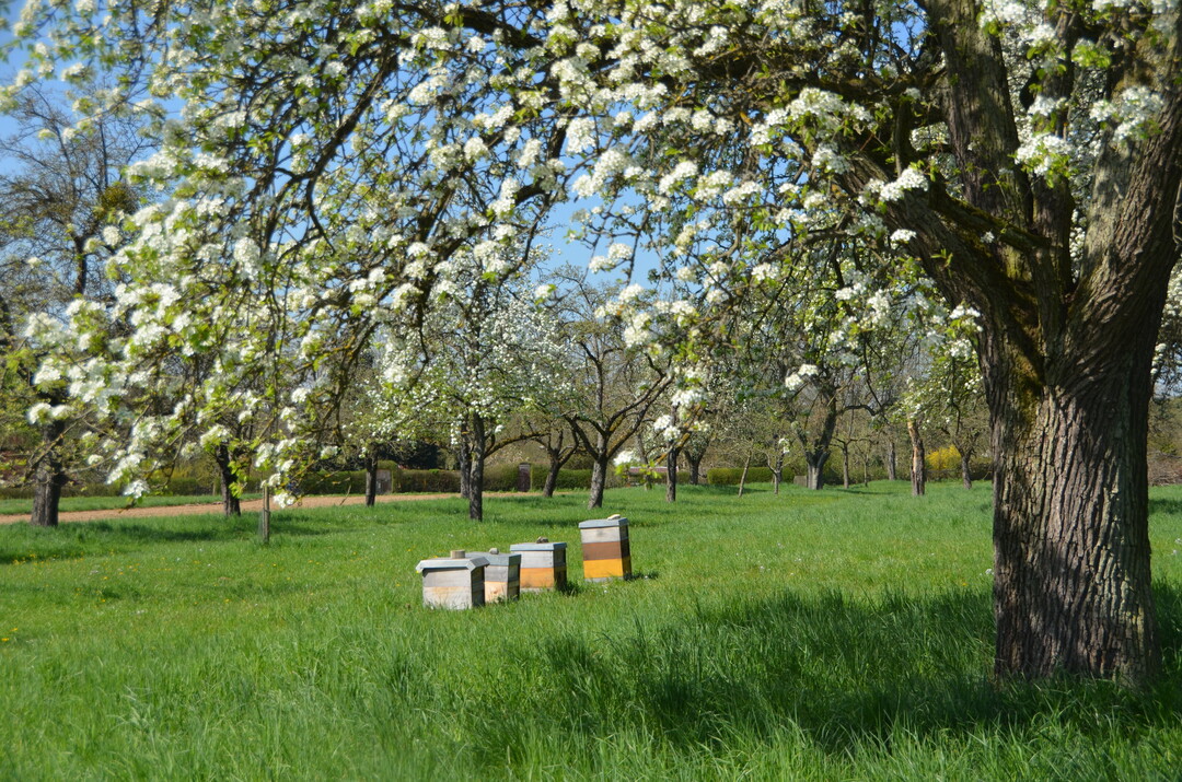 Streuobstwiesen stellen einen wichtigen Lebensraum für viele Insektenarten dar.