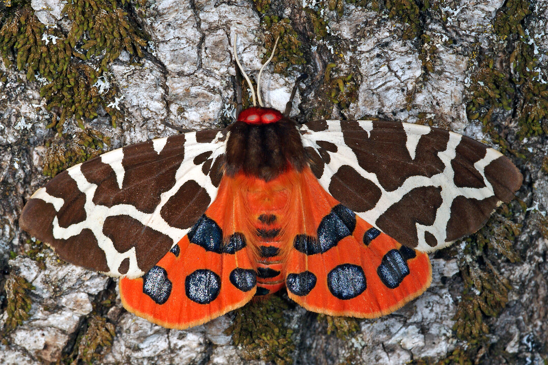 Der Braune Bär ist ein Nachtfalter aus der Familie der Erebidae