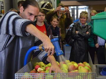 Subern der pfel vor dem Zerkleinern und Einmaischen.