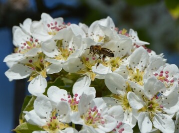 BEEsharing und Bioverband Demeter bieten Seminar zur professionellen Bestubung an