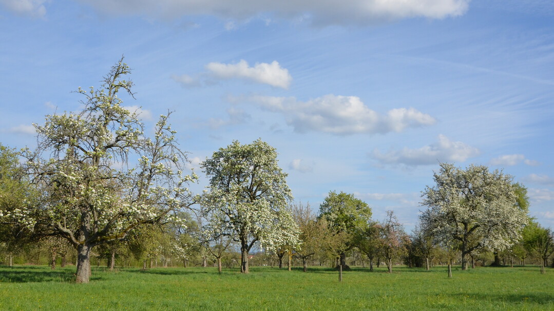 Das Motto der Konferenz lautet „Streuobstwiesen im Klimawandel – Herausforderungen und Lösungen“.