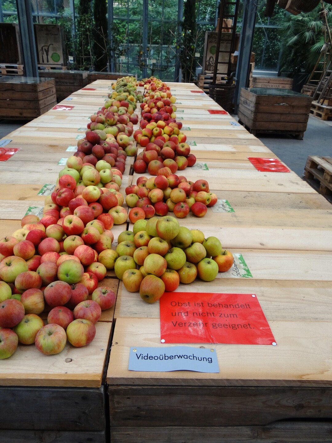 Bei der Sonderschau werden 46 alte und neue Obstsorten gezeigt
