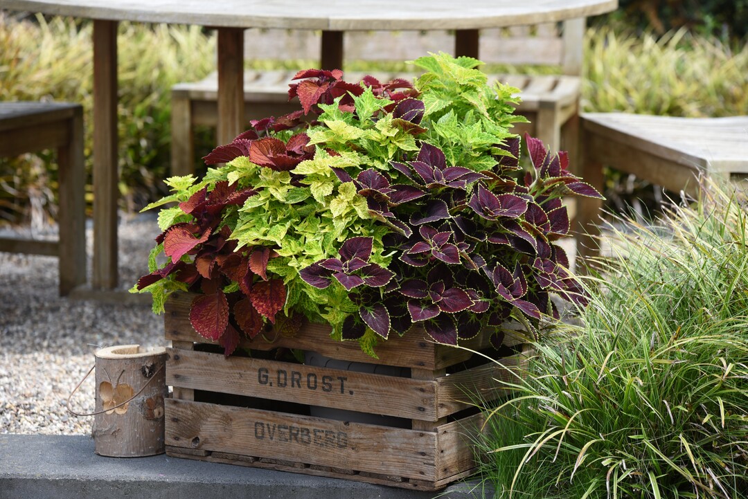 Confetti Garden Trafalgar Square