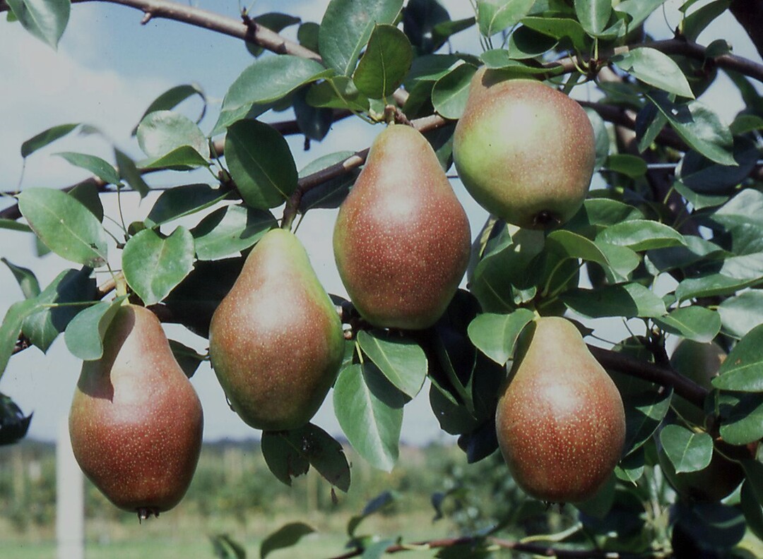 Zu den Schwerpunkten der Konferenz gehören Themen wie Züchtung und Sortenvielfalt im Bio-Obstbau