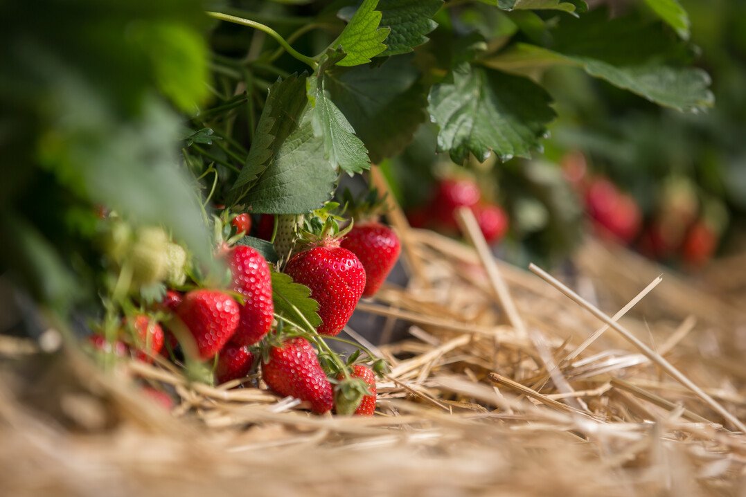 Die Hauptsaison für Freilanderdbeeren reicht bis in den August hinein.