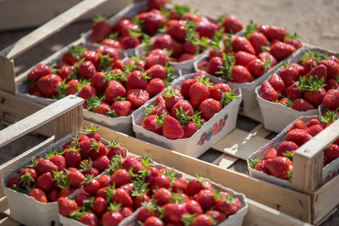 In Baden-Württemberg werden jährlich rund 30.000 Tonnen Erdbeeren erzeugt.