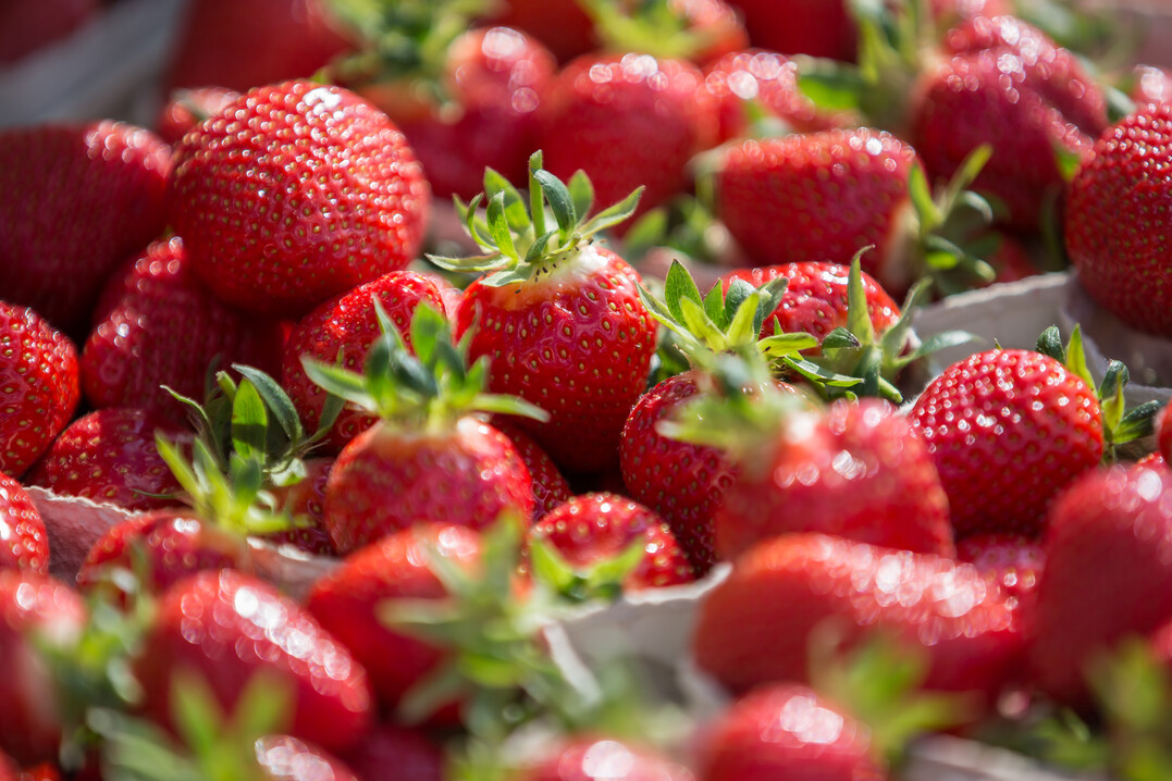 Der Tunnelanbau lsst Erdbeeren nicht im Regen stehen