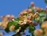 Die frühe Blüte in Kombination mit dem starken Frost hat im April 2017 zu massiven Schäden an den Obstkulturen geführt.