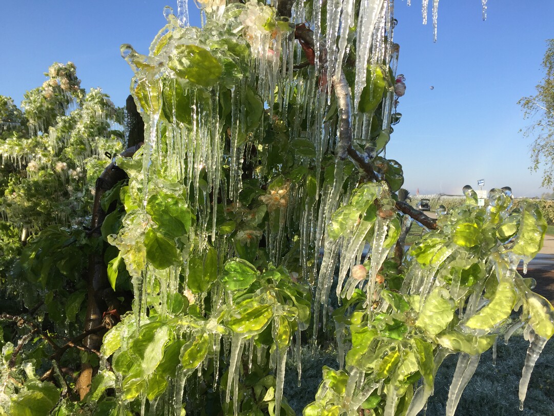 Frostschutzberegnung schützt Obstblüten vor schädigenden Minustemperaturen.