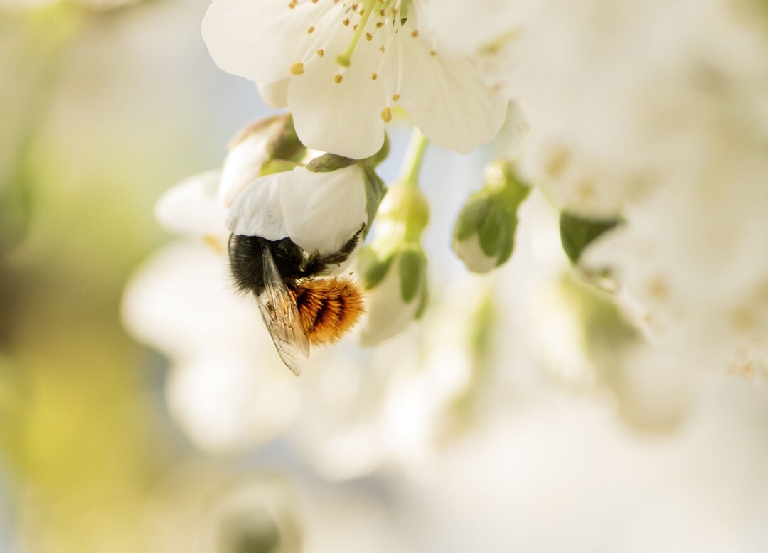  Honigbienen und andere wildlebende Bestuberinsekten leisten durch die Bestubung von Kulturpflanzen und anderen Pflanzen einen wichtigen Beitrag fr Landwirtschaft und Natur. 
