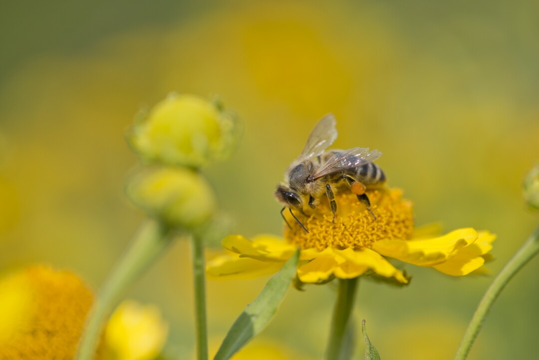 Neudorff ist als Partner der ersten Stunde bei der Bienenschutz-Initiative mit dabei
