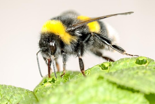 Eine Hummel beschdigt das Blatt einer bltenlosen Pflanze, um diese zur Bltenproduktion anzuregen. 