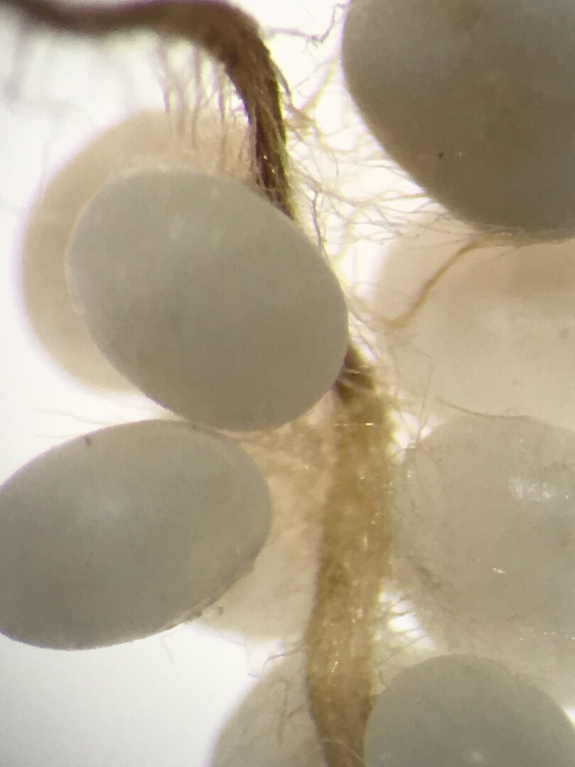 Wurzelwachstum an reinem PEARL Granulat  (5-28-0+16MgO)