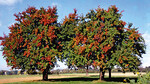Landschaftsprägend und eine Augenweide vor allem im Herbst: Nägeles-Birnbäume.