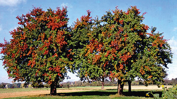 Landschaftsprgend und eine Augenweide vor allem im Herbst: Ngeles-Birnbume.
