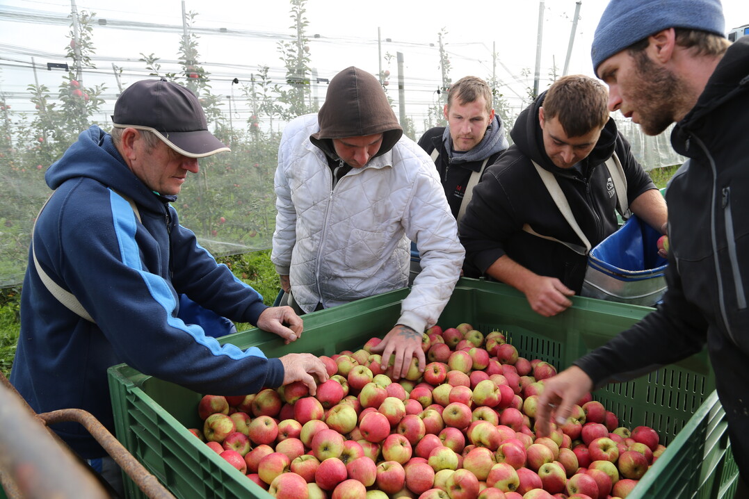 Die 20. internationale ECOFRUIT-Tagung liefert Impulse für den Öko-Obstbau.