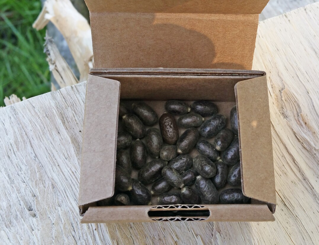 Schlupfbereite Mauerbienen in Kokons