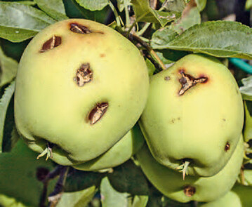 Schwere Hagelschden an pfeln der 
Sorte Golden Delicious.