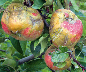 pfel der Sorte Topaz mit starken 
Frostschden.