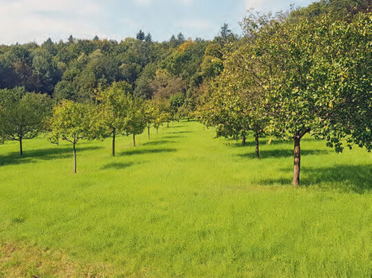 Das Projekt Frnkische Zwetschge zeigt das Potenzial von Streuobstprodukten.