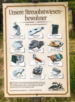 Foto des Monats: Unsere Streuobdtwiesenbewohner