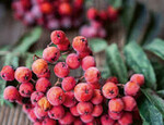 Vogelbeeren