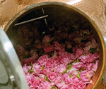Das Rosenblütenmazerat im Brennkessel.