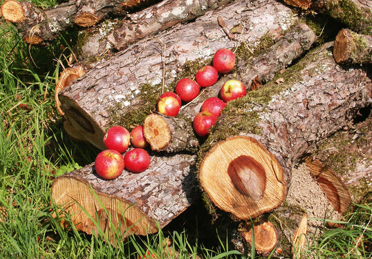 Frucht- und Wertholznutzen ist nicht leicht unter einen Hut zu bringen.