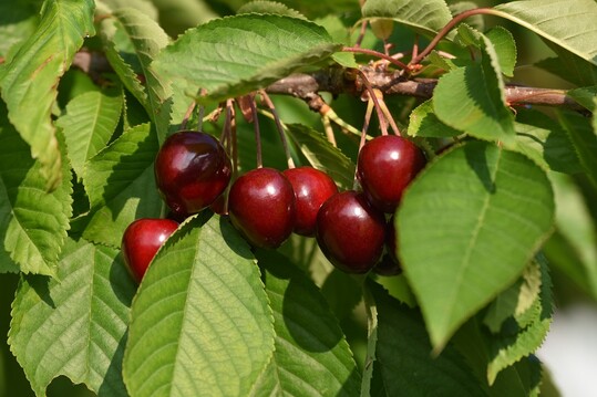 Kirschen