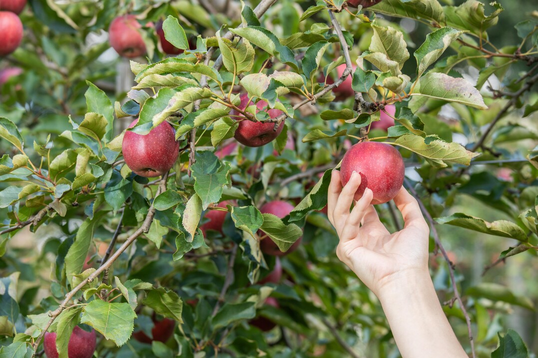 Am 20. September 2021 feiert die Schweiz ihre Nationalfrucht, den Apfel.