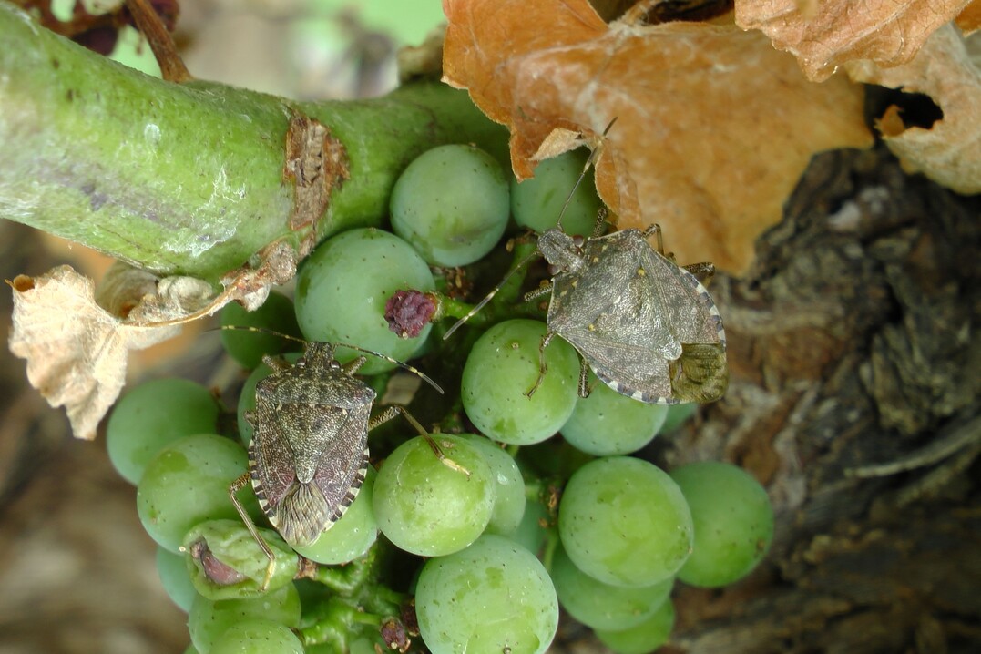 Die Marmorierte Baumwanze ist vor allem im Obstbau ein gefürchteter Schädling.