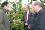 In der Kirschenanlage wird das ganze Schadensausmaß durch den Frost sichtbar. Landwirtschaftsminister Peter Hauk (l.) machte sich auf Einladung von LVEO-Präsident Müller (3. v. r.) auf dem Betrieb von Thomas Heilig (2. v. r.) ein Bild von den Frostschäden. Auch Landtagsabgeordneter Martin Hahn (Grüne) zeigte sich betroffen